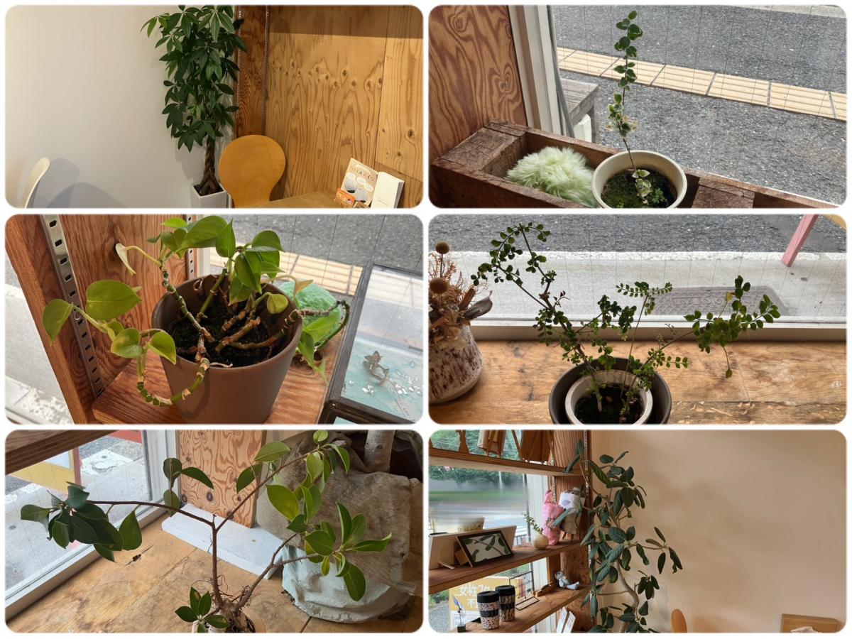 KENSEI江坂店に置いている観葉植物たちをご紹介いたします^^　～前編～